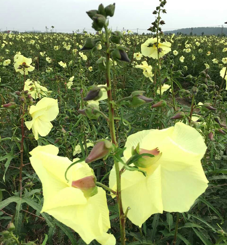 待采的黃蜀葵花